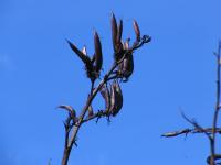 Albums/20060200-New Zealand 2006/20060314-Dunedin/36